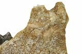 Fossil Titanothere (Megacerops) Jaw - South Dakota #228176-5